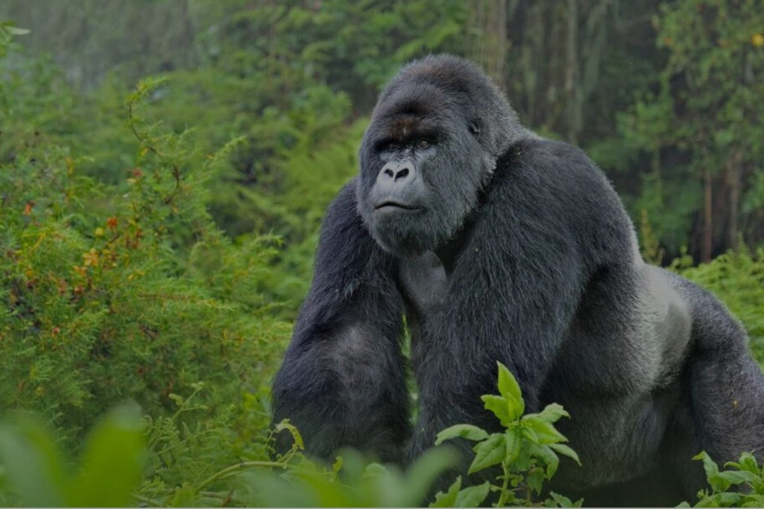 uganda
